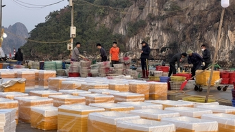 Ngư dân Vân Đồn ra khơi đón “lộc biển” đầu năm