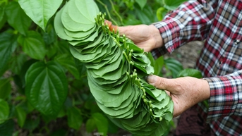 Vào mùa 'đếm lá thu tiền', nông dân Nghệ An thu tiền triệu mỗi ngày