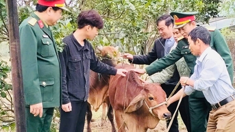 Tặng bò giống cho gia đình thanh niên đi bộ đội có hoàn cảnh khó khăn