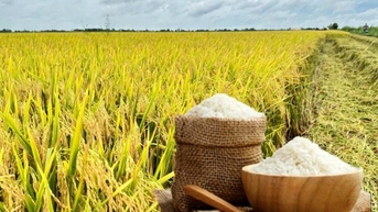 តម្លៃស្រូវថ្ងៃនេះ ថ្ងៃទី 13 ខែកុម្ភៈ ឆ្នាំ 2025៖ ប្រែប្រួលតិចតួច