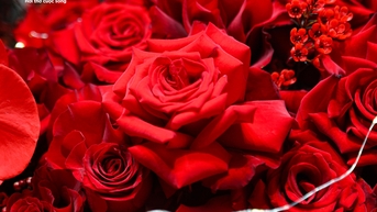 15 triệu đồng một bó hoa hồng ngày Valentine, khách nhà giàu vẫn xuống tiền mua