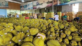 Đắk Lắk: Gấp rút thực hiện nhiều giải pháp đáp ứng yêu cầu kiểm tra chất vàng O trong sầu riêng