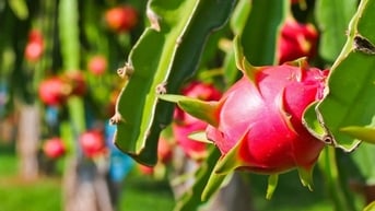 Nông sản, thực phẩm Việt Nam nhận 12 cảnh báo từ EU
