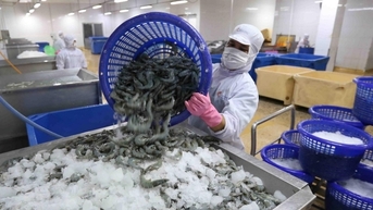 Xuất khẩu tôm sang thị trường Trung Quốc tăng mạnh