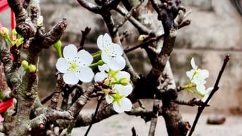 Độc lạ thú chơi hoa, quả lê tháng Giêng của người Hà Nội