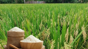 អង្ករ​ស្រស់​ត្រឡប់​ថយ​ចុះ