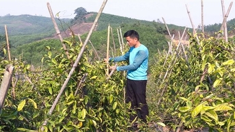 Góp phần kiến tạo cho sự phát triển ở vùng đất khó Ba Chẽ