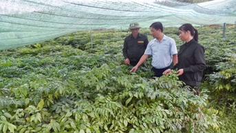 Đảm bảo cung ứng giống cây lâm nghiệp