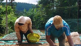 Dự báo giá cà phê ngày mai 16/2/2025 ổn định trở lại