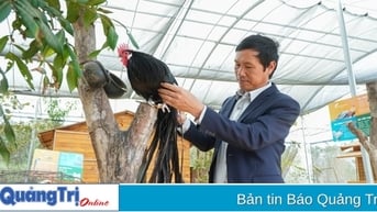 Thú chơi gà cảnh lắm công phu