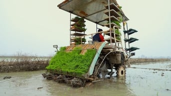 Huyện Ninh Giang gieo cấy nhanh nhất tỉnh Hải Dương