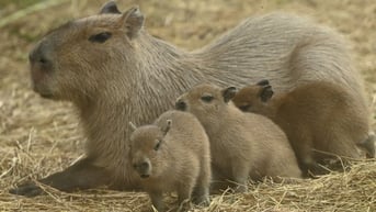 Tranh cãi về quyết định tránh thai, triệt sản loài capybara