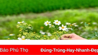 Hoa dại