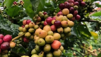 Giá cà phê Robusta chạm mức cao nhất, vượt 5.800 USD/tấn