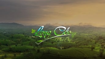 Thu hoạch chè Long Cốc Phú Thọ