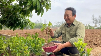 Trồng cây ở vùng cây ăn quả lớn nhất Hải Dương