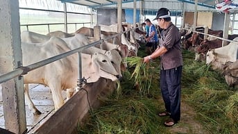Dùng blockchain hỗ trợ thâm nhập thị trường Halal