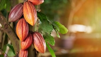 Bảo vệ quần thể thụ phấn vừa giảm thiểu rủi ro khí hậu vừa đảm bảo sản lượng cacao