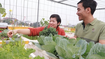 Xanh mướt vườn rau sân thượng