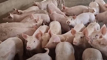 Giá heo hơi hôm nay 18/2/2025: Biến động trái chiều