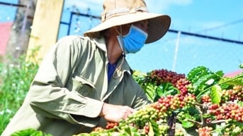 Dự báo giá cà phê ngày mai 19/2/2025 tăng trên 1.500 đồng/kg