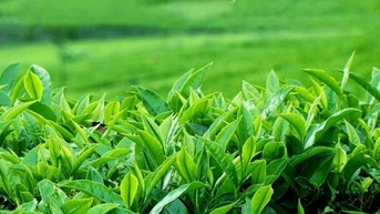Hoa Kỳ tăng nhập khẩu chè từ Việt Nam