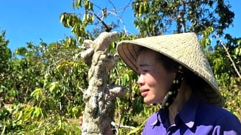 Tạm giữ nghi phạm phá hàng trăm cây hồ tiêu, cà phê của người phụ nữ