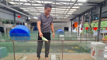 Thanh niên mê cá Koi Nhật Bản