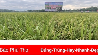 Toàn tỉnh có 445 vùng sản xuất nông nghiệp tập trung