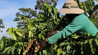 Giá cà phê hôm nay 18/2/2025 tăng thêm 1.000 đồng/kg