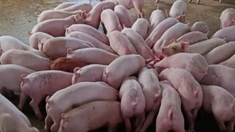 Miền Nam đạt mốc 74.000 đồng/kg