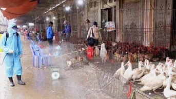 Hà Nội tập trung ngăn chặn nguy cơ lây nhiễm cúm gia cầm sang người