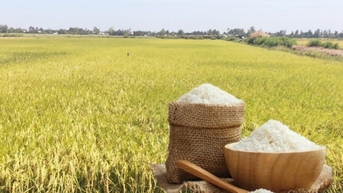 Gạo tiếp tục giảm giá