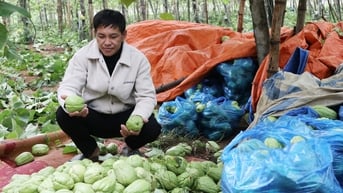Su su rớt giá thảm còn 300 đồng/kg, nông dân Nghệ An đổ đầy ruộng