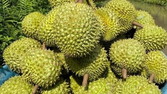 Sầu riêng đang lâm nguy