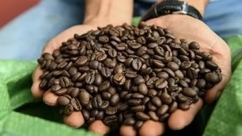 Giá cà phê có thể giảm tới 30% trong năm 2025