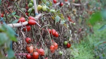 Hàng chục tấn cà chua chín đầy vườn không người mua
