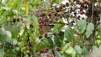 Giá cà phê Robusta giảm còn 5.641 USD/tấn