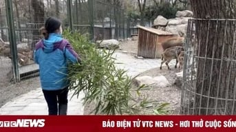Nữ thạc sĩ Cambridge xin vào sở thú dọn phân, trông coi động vật gây tranh cãi