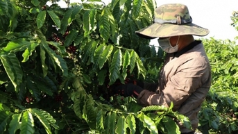 Giá cà phê hôm nay 22/2/2025 bất ngờ giảm khá mạnh