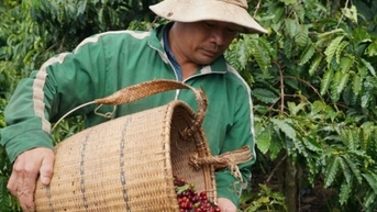 Dự báo giá cà phê ngày mai 23/2/2025 sẽ ổn định