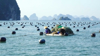Đẩy nhanh tiến độ giao biển nuôi trồng thủy sản