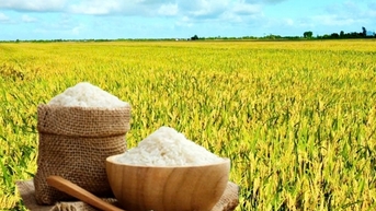 Lúa tăng giảm trái chiều