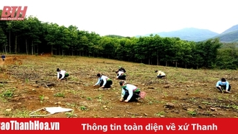 Nâng cao hiệu quả kinh tế rừng trồng