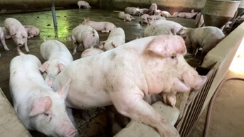 Giá heo hơi hôm nay 23/2/2025: Tăng tới 3.000 đồng/kg
