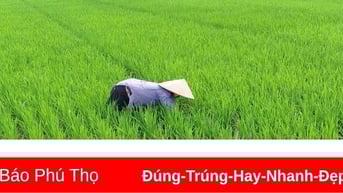 Phú Thọ hoàn thành gieo cấy vụ Xuân