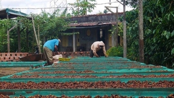 Giá cà phê hôm nay 23/2/2025 tăng mấp mé đỉnh lịch sử