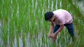 គំរូនៃការចិញ្ចឹមកង្កែបដែលពឹងផ្អែកខ្លាំងលើវាលស្រែ