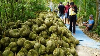 Sầu riêng vướng quy định mới khiến xuất khẩu rau quả lao dốc