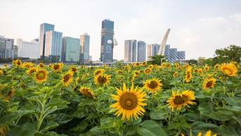 'Tìm thấy' vườn hoa hướng dương ở TP.HCM, khách nước ngoài nói một câu xúc động